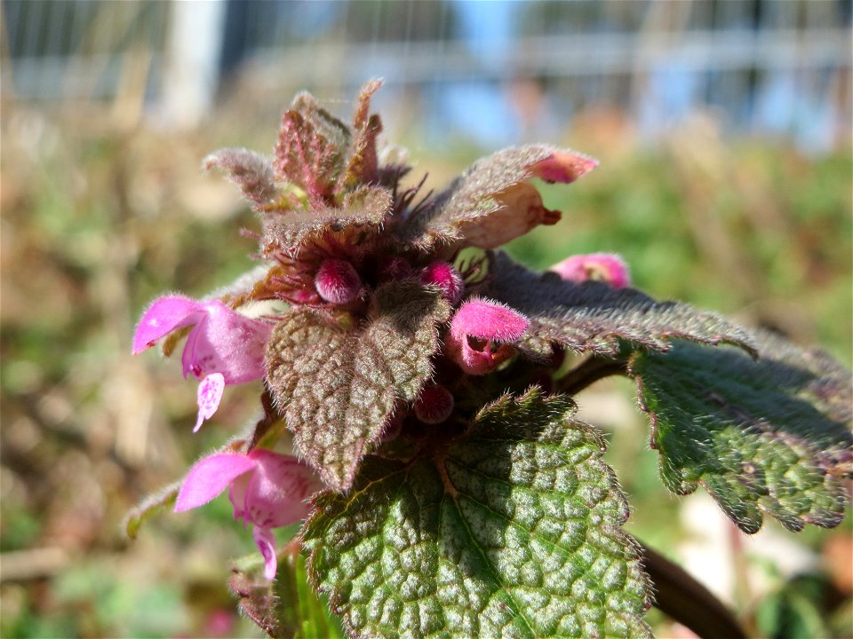Purpurrote Taubnessel (Lamium purpureum) in Hockenheim