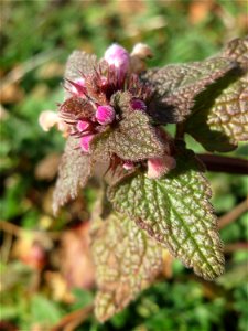 Purpurrote Taubnessel (Lamium purpureum) in Hockenheim
