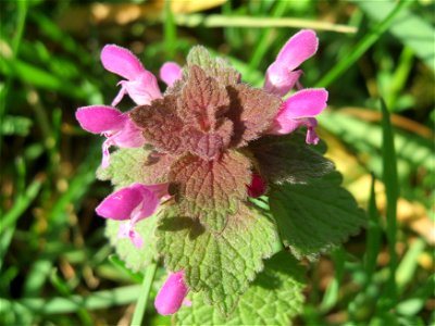 Purpurrote Taubnessel (Lamium purpureum) in Bruchmühlbach-Miesau
