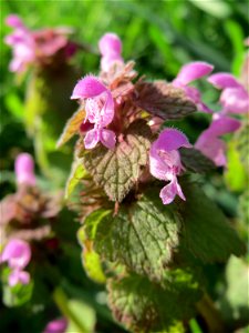 Purpurrote Taubnessel (Lamium purpureum) in Bruchmühlbach-Miesau