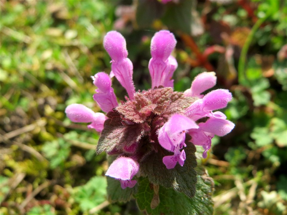 Purpurrote Taubnessel (Lamium purpureum) in Hockenheim - diese Taubnessel blüht fast über das gesamte Jahr, im Frühling allerdings kommt sie auf Wiesen und Äckern ganz massiv in Erscheinung
