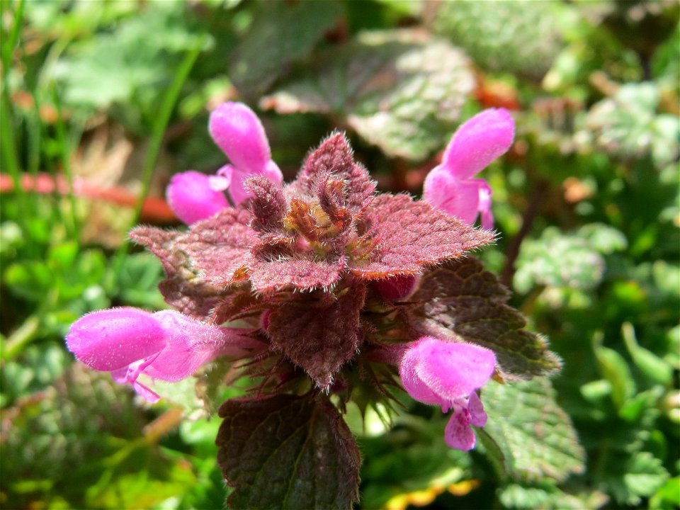 Purpurrote Taubnessel (Lamium purpureum) in Hockenheim - diese Taubnessel blüht fast über das gesamte Jahr, im Frühling allerdings tritt sie auf Wiesen und Äckern ganz massiv in Erscheinung auf