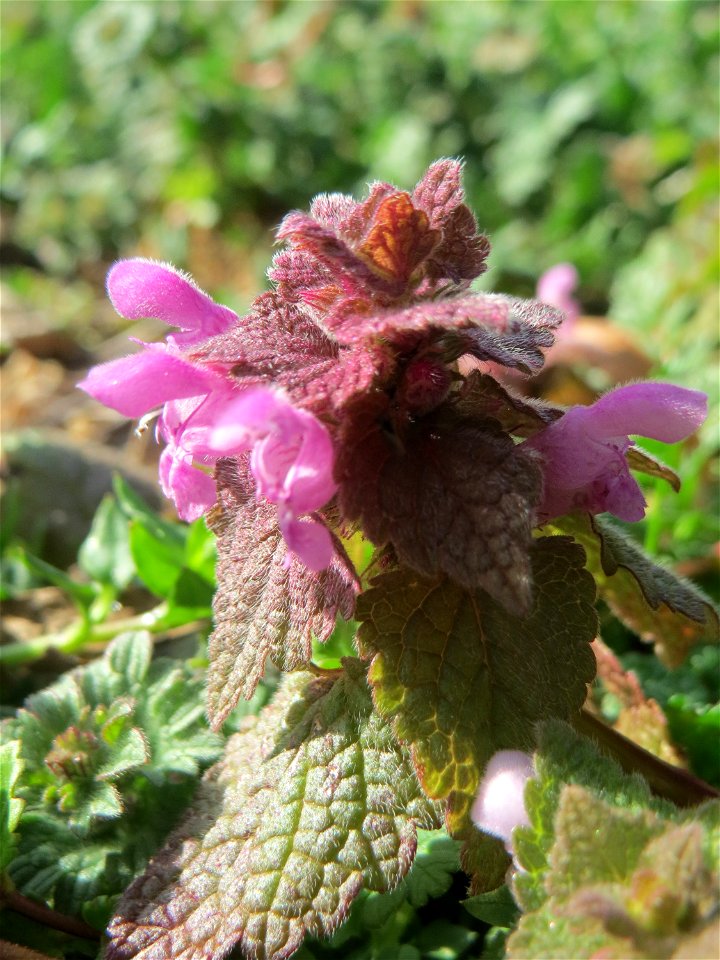 Purpurrote Taubnessel (Lamium purpureum) in Hockenheim - diese Taubnessel blüht fast über das gesamte Jahr, im Frühling allerdings tritt sie auf Wiesen und Äckern ganz massiv in Erscheinung auf