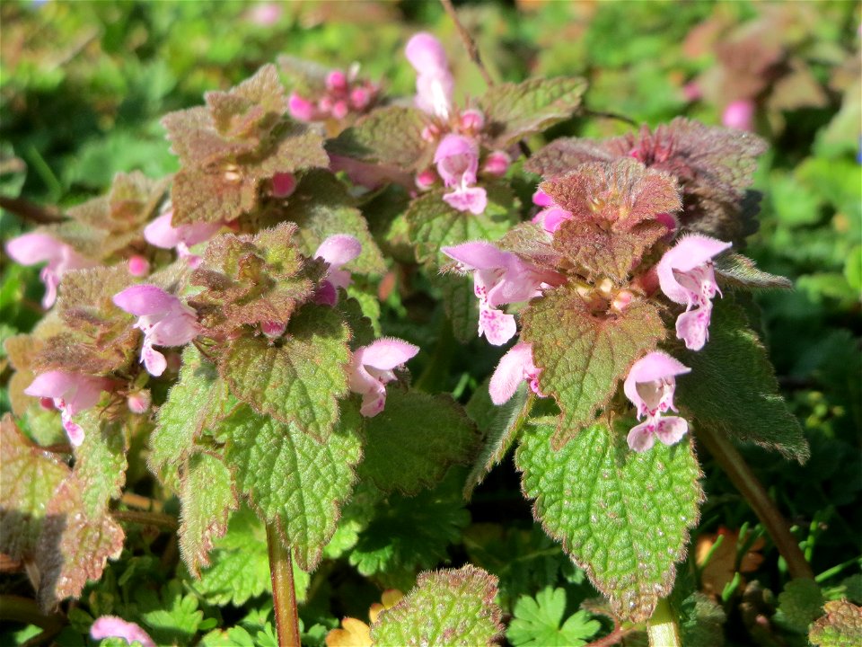 Purpurrote Taubnessel (Lamium purpureum) in Hockenheim - diese Taubnessel blüht fast über das gesamte Jahr, im Frühling allerdings tritt sie auf Wiesen und Äckern ganz massiv in Erscheinung auf