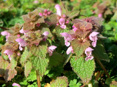 Purpurrote Taubnessel (Lamium purpureum) in Hockenheim - diese Taubnessel blüht fast über das gesamte Jahr, im Frühling allerdings tritt sie auf Wiesen und Äckern ganz massiv in Erscheinung auf