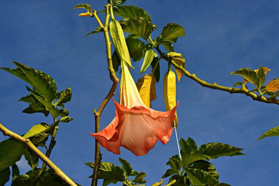 Brugmansia blossom toxic photo