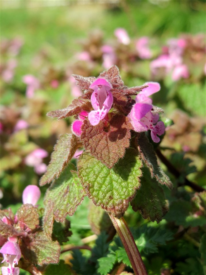 Purpurrote Taubnessel (Lamium purpureum) in Hockenheim - diese Taubnessel blüht fast über das gesamte Jahr, im Frühling allerdings tritt sie auf Wiesen und Äckern ganz massiv in Erscheinung auf