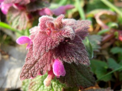Purpurrote Taubnessel (Lamium purpureum) im Hockenheimer Rheinbogen