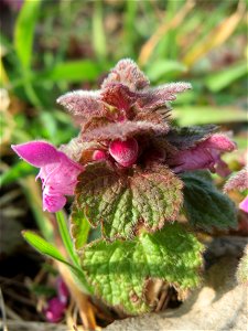 Purpurrote Taubnessel (Lamium purpureum) im Hockenheimer Rheinbogen