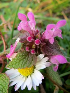 Purpurrote Taubnessel (Lamium purpureum) und Gänseblümchen in Hockenheim