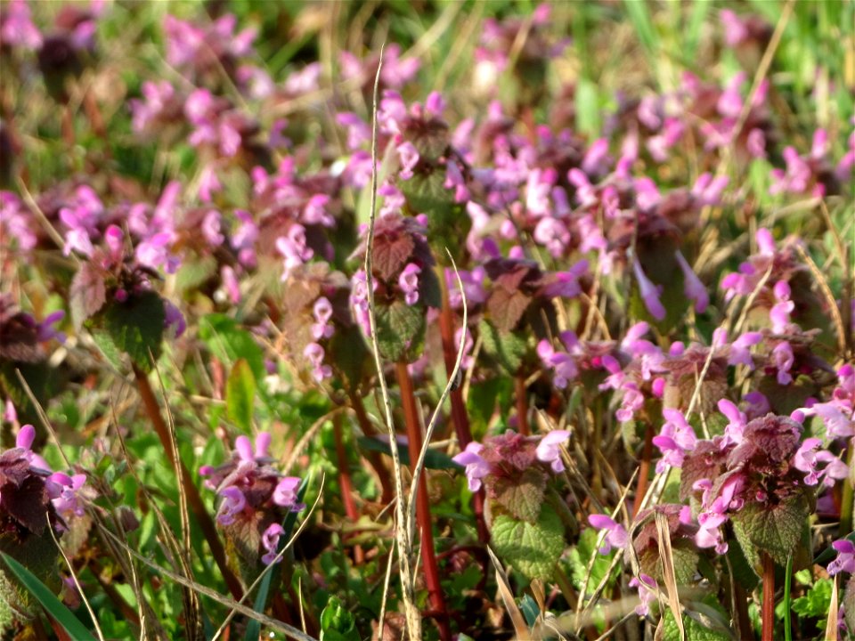 Purpurrote Taubnessel (Lamium purpureum) in Hockenheim - diese Taubnessel blüht fast über das gesamte Jahr, im Frühling allerdings tritt sie auf Wiesen und Äckern ganz massiv in Erscheinung auf
