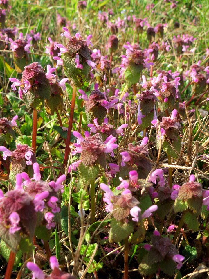 Purpurrote Taubnessel (Lamium purpureum) in Hockenheim - diese Taubnessel blüht fast über das gesamte Jahr, im Frühling allerdings tritt sie auf Wiesen und Äckern ganz massiv in Erscheinung auf