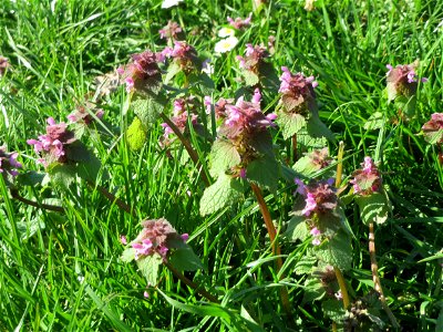 Purpurrote Taubnessel (Lamium purpureum) an der Saar in Saarbrücken