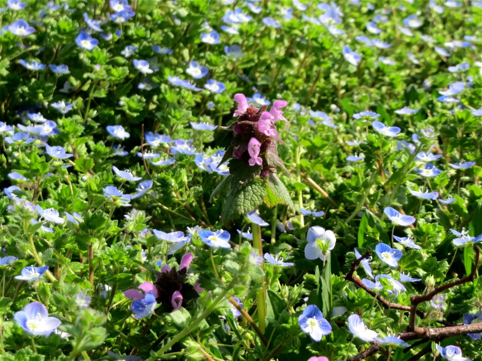 Purpurrote Taubnessel (Lamium purpureum) - in einem Meer von Ehrenpreis im Gartenschaupark Hockenheim