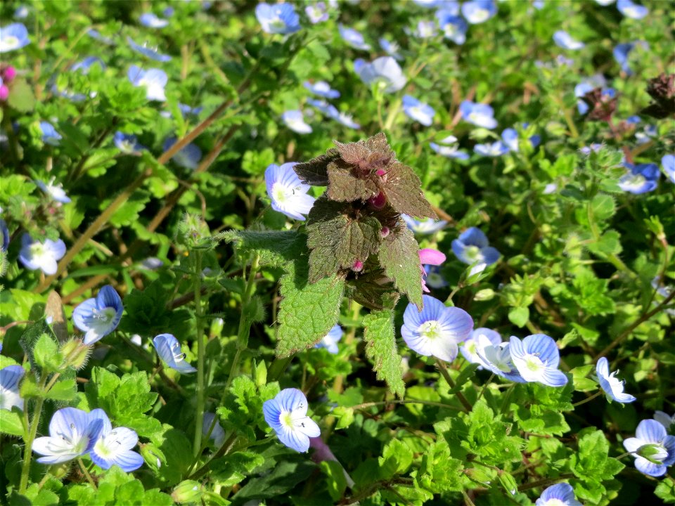 Purpurrote Taubnessel (Lamium purpureum) - in einem Meer von Ehrenpreis im Gartenschaupark Hockenheim