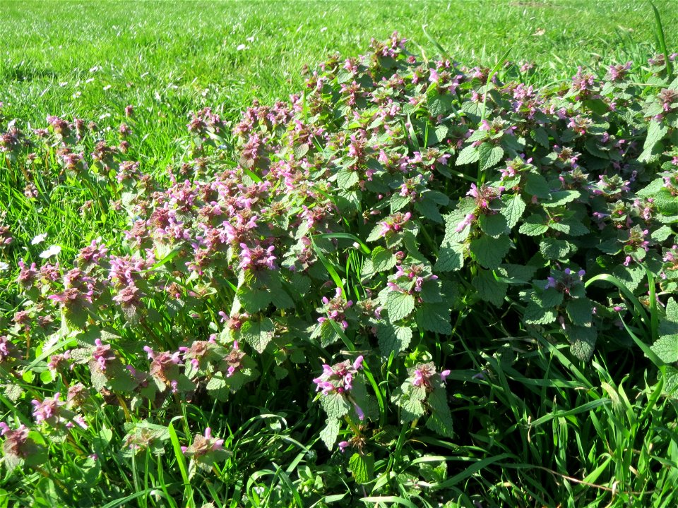 Purpurrote Taubnessel (Lamium purpureum) an der Saar in Saarbrücken