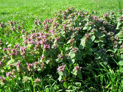 Purpurrote Taubnessel (Lamium purpureum) an der Saar in Saarbrücken