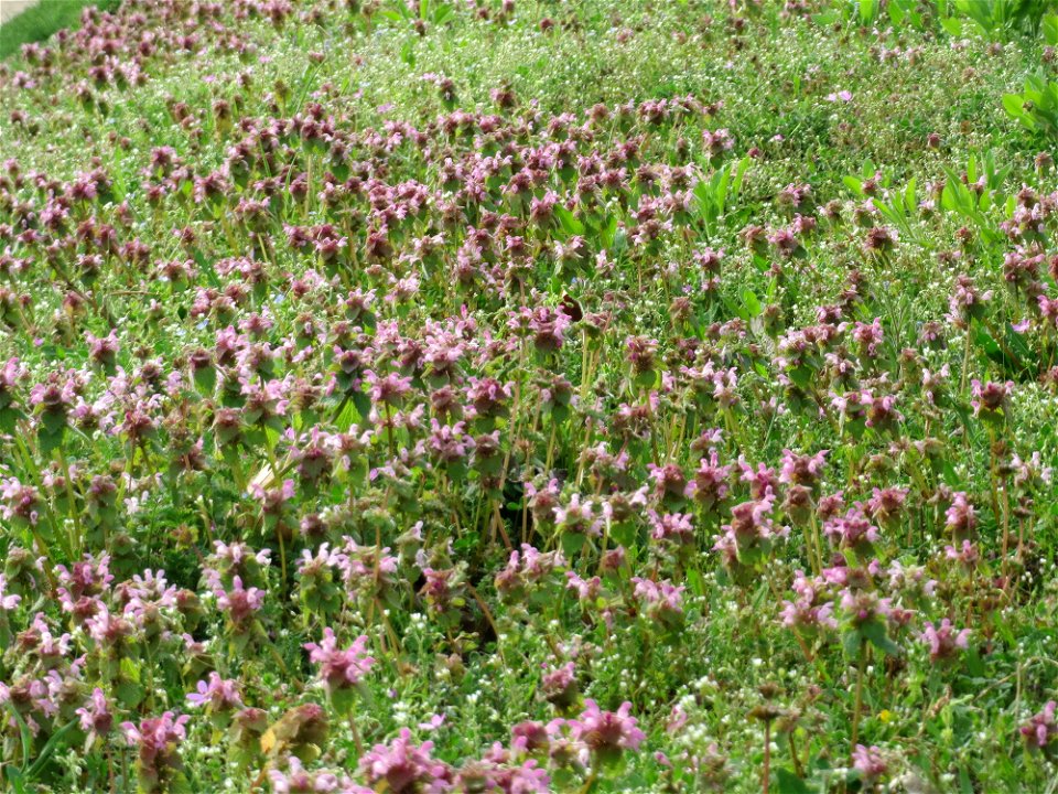 Purpurrote Taubnessel (Lamium purpureum) in Hockenheim