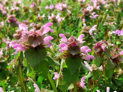 Purpurrote Taubnessel (Lamium purpureum) in Hockenheim