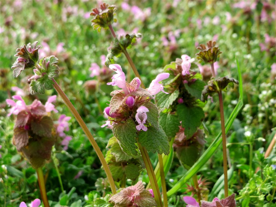 Purpurrote Taubnessel (Lamium purpureum) in Hockenheim