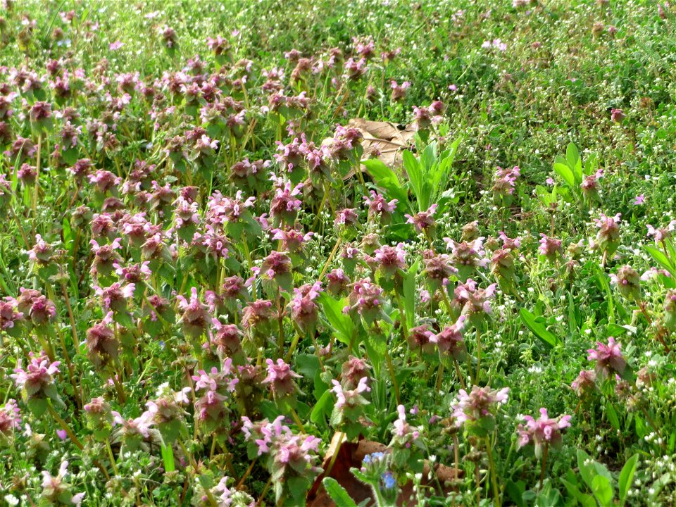Purpurrote Taubnessel (Lamium purpureum) in Hockenheim