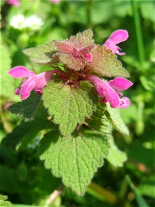 Purpurrote Taubnessel (Lamium purpureum) auf einem Grünstreifen zwischen Eisenbahnstraße und Am Damm in Hockenheim