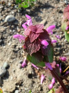 Purpurrote Taubnessel (Lamium purpureum) auf einer Brachfläche am Messplatz Hockenheim