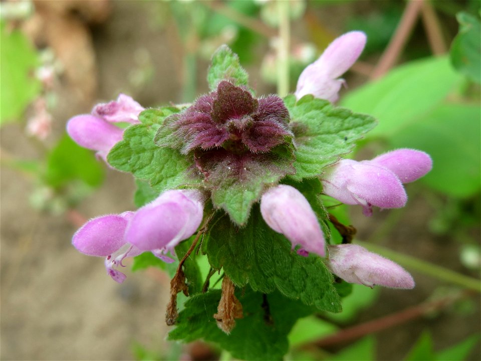 Purpurrote Taubnessel (Lamium purpureum) auf einer Brachfläche zum Schutz der Haubenlerche beim Dänischen Lager bei Hockenheim