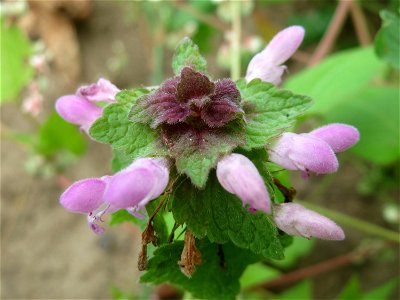 Purpurrote Taubnessel (Lamium purpureum) auf einer Brachfläche zum Schutz der Haubenlerche beim Dänischen Lager bei Hockenheim