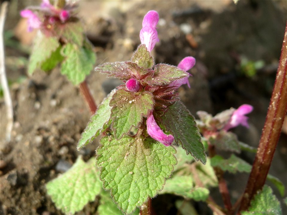 Purpurrote Taubnessel (Lamium purpureum) auf einer sandigen Brachfläche bei Hockenheim