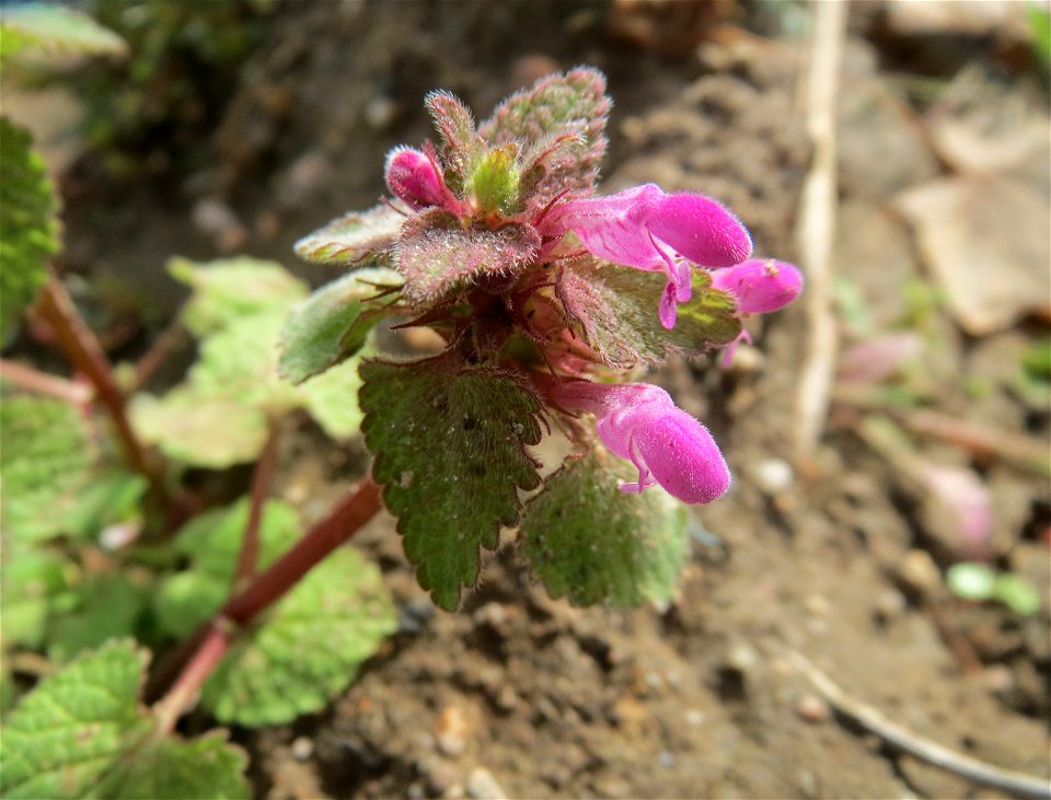 Purpurrote Taubnessel (Lamium purpureum) auf einer sandigen Brachfläche bei Hockenheim