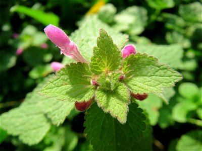 Purpurrote Taubnessel (Lamium purpureum) auf einem Grünstreifen zwischen Eisenbahnstraße und Am Damm in Hockenheim - die wohl häufigste Taubnessel am Straßen- und Ackerrand blüht fast das gesamte Jahr