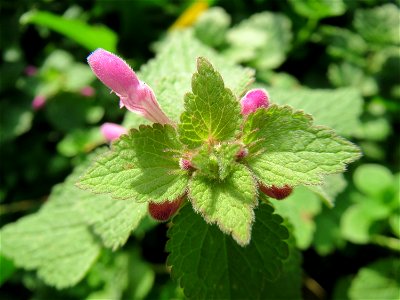 Purpurrote Taubnessel (Lamium purpureum) auf einem Grünstreifen zwischen Eisenbahnstraße und Am Damm in Hockenheim - die wohl häufigste Taubnessel am Straßen- und Ackerrand blüht fast das gesamte Jahr photo