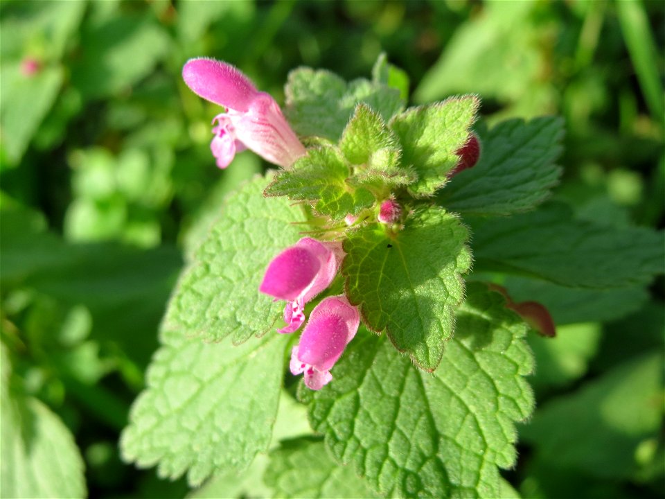 Purpurrote Taubnessel (Lamium purpureum) auf einem Grünstreifen zwischen Eisenbahnstraße und Am Damm in Hockenheim - die wohl häufigste Taubnessel am Straßen- und Ackerrand blüht fast das gesamte Jahr