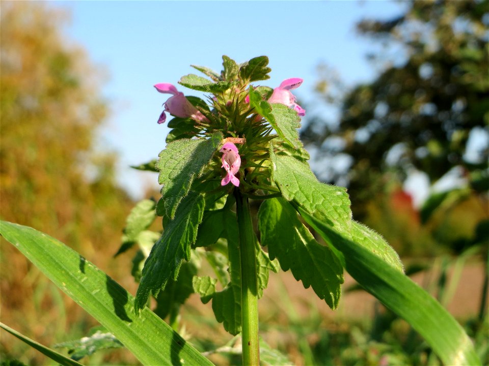 Purpurrote Taubnessel (Lamium purpureum) am Hochwasserrückhaltebecken im Naturschutzgebiet „Bachwiesen/Leopoldswiesen“ im Hockenheimer Rheinbogen