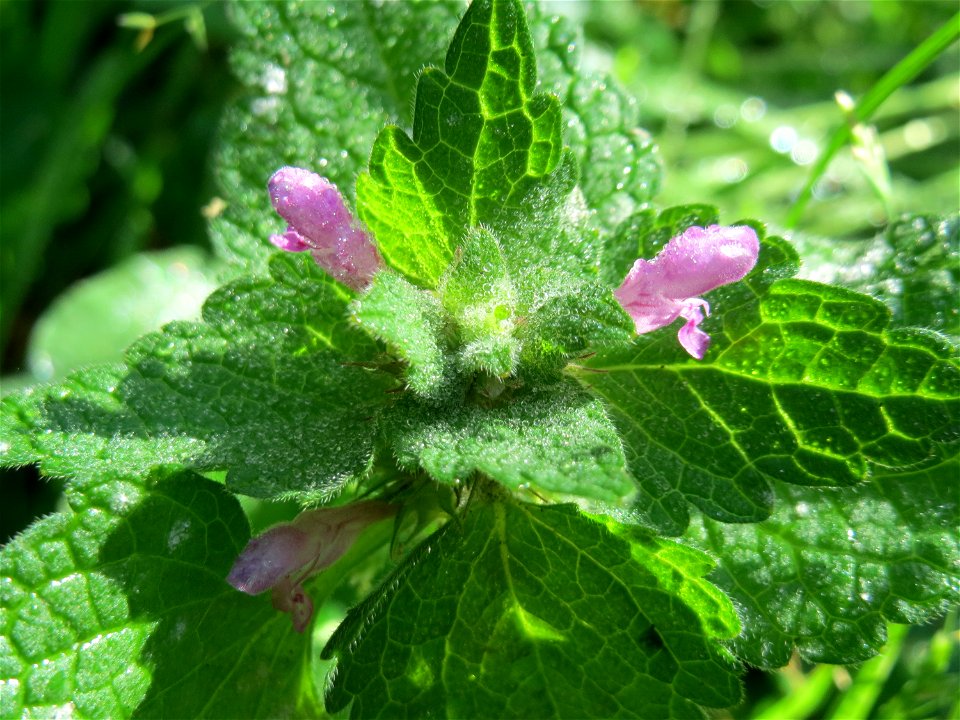Purpurrote Taubnessel (Lamium purpureum) in der ehem. Bismarckanlage in Sankt Arnual