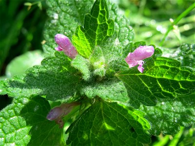 Purpurrote Taubnessel (Lamium purpureum) in der ehem. Bismarckanlage in Sankt Arnual