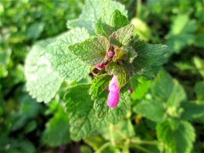 Purpurrote Taubnessel (Lamium purpureum) in Hockenheim