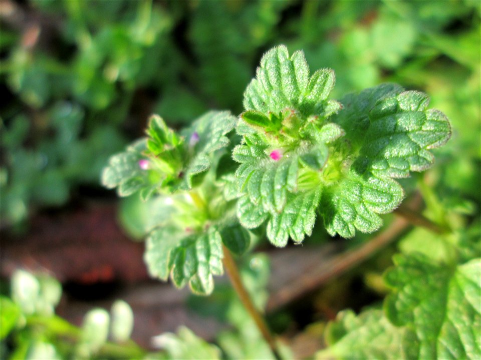 Stängelumfassende Taubnessel (Lamium amplexicaule) in Hockenheim - oft zusammen mit Lamium purpureum anzutreffen, wenn auch nicht ganz so häufig
