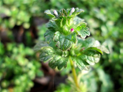 Stängelumfassende Taubnessel (Lamium amplexicaule) in Hockenheim - oft zusammen mit Lamium purpureum anzutreffen, wenn auch nicht ganz so häufig