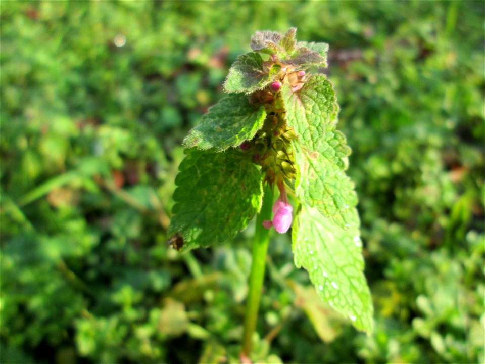 Purpurrote Taubnessel (Lamium purpureum) in Hockenheim