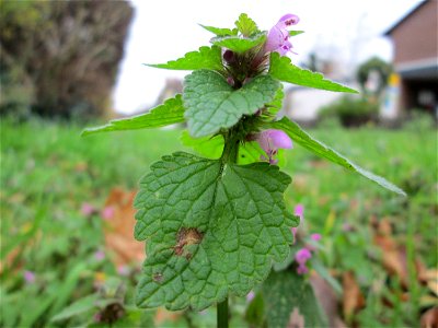 Purpurrote Taubnessel (Lamium purpureum) auf einem Wiesenstreifen in Hockenheim