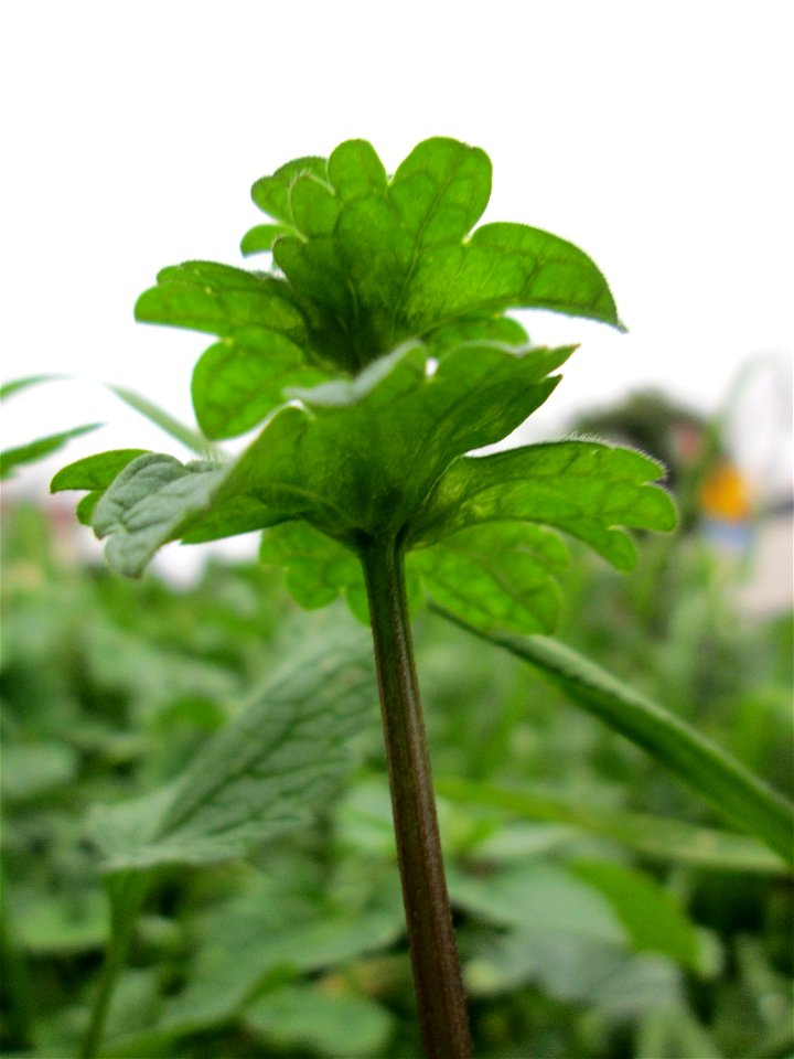 Stängelumfassende Taubnessel (Lamium amplexicaule) auf einem Wiesenstreifen in Hockenheim - oft zusammen mit Lamium purpureum anzutreffen, wenn auch nicht ganz so häufig