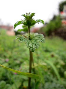 Stängelumfassende Taubnessel (Lamium amplexicaule) auf einem Wiesenstreifen in Hockenheim - oft zusammen mit Lamium purpureum anzutreffen, wenn auch nicht ganz so häufig