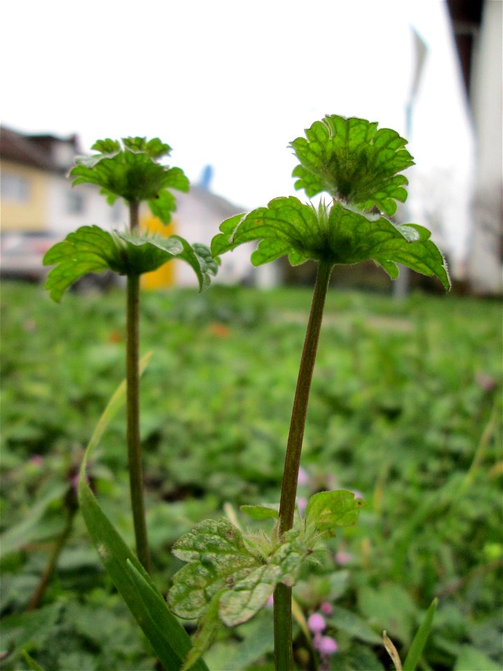 Stängelumfassende Taubnessel (Lamium amplexicaule) auf einem Wiesenstreifen in Hockenheim - oft zusammen mit Lamium purpureum anzutreffen, wenn auch nicht ganz so häufig