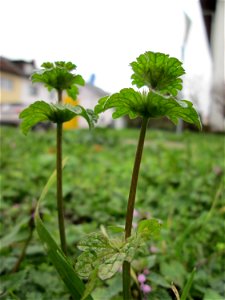 Stängelumfassende Taubnessel (Lamium amplexicaule) auf einem Wiesenstreifen in Hockenheim - oft zusammen mit Lamium purpureum anzutreffen, wenn auch nicht ganz so häufig