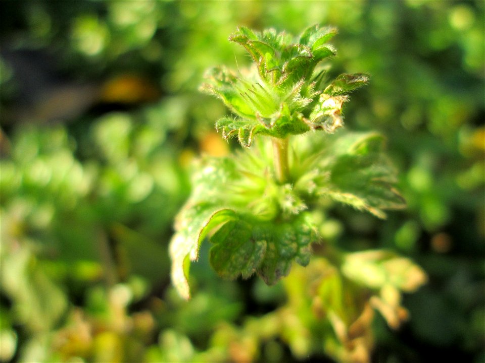Stängelumfassende Taubnessel (Lamium amplexicaule) auf einem Wiesenstreifen in Hockenheim - oft zusammen mit Lamium purpureum anzutreffen, wenn auch nicht ganz so häufig