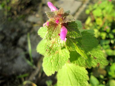 Purpurrote Taubnessel (Lamium purpureum) auf einem Wiesenstreifen in Hockenheim