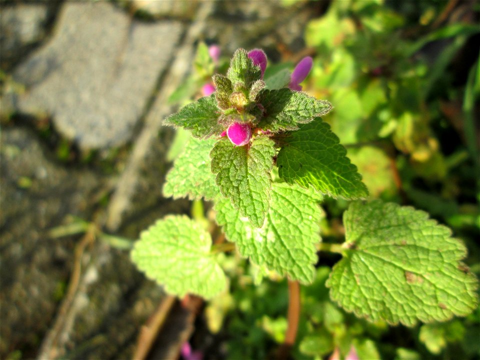 Purpurrote Taubnessel (Lamium purpureum) auf einem Wiesenstreifen in Hockenheim