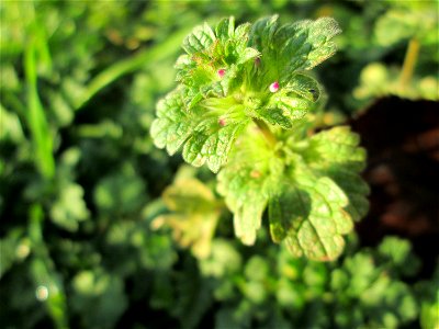Stängelumfassende Taubnessel (Lamium amplexicaule) auf einem Wiesenstreifen in Hockenheim - oft zusammen mit Lamium purpureum anzutreffen, wenn auch nicht ganz so häufig